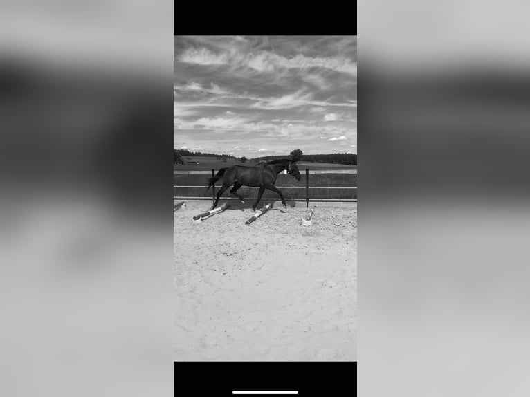 Other Thoroughbred Breeds Gelding 14 years 15.2 hh Bay-Dark in Feuchtwangen