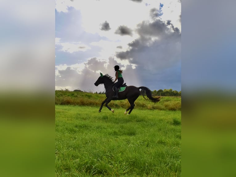 Other Thoroughbred Breeds Gelding 14 years 15.2 hh Black in Reesdorf