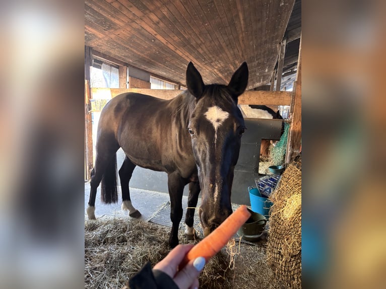 Other Thoroughbred Breeds Gelding 14 years 15.2 hh Black in Reesdorf