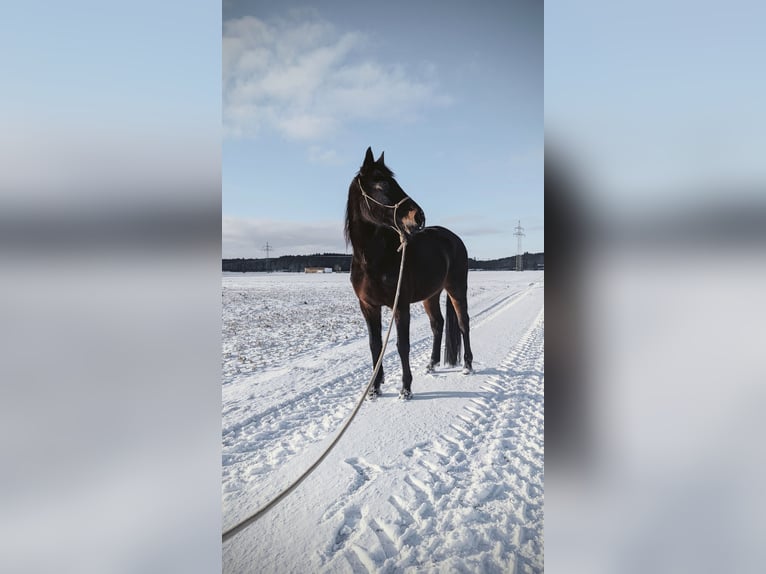 Other Thoroughbred Breeds Gelding 14 years 15.2 hh Brown in Ettringen