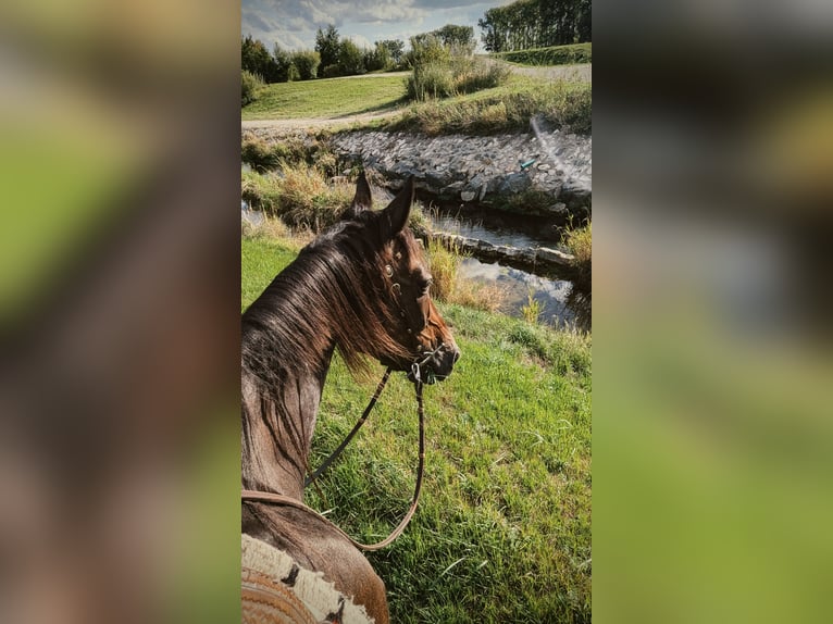 Other Thoroughbred Breeds Gelding 14 years 15.2 hh Brown in Ettringen