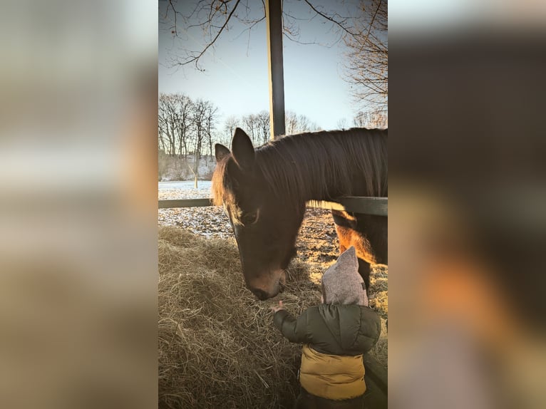 Other Thoroughbred Breeds Gelding 14 years 15.2 hh Brown in Ettringen