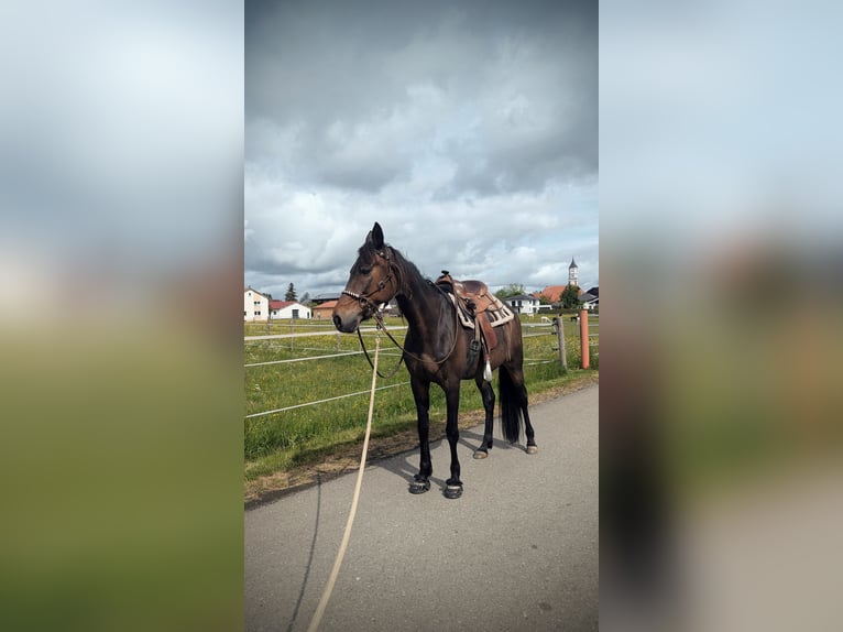 Other Thoroughbred Breeds Gelding 14 years 15.2 hh Brown in Ettringen