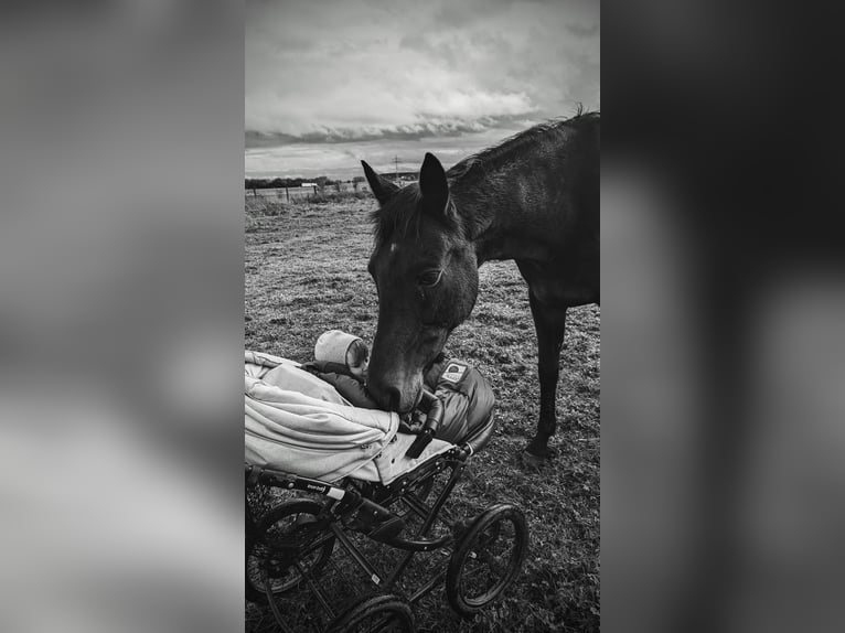 Other Thoroughbred Breeds Gelding 14 years 15.2 hh Brown in Ettringen