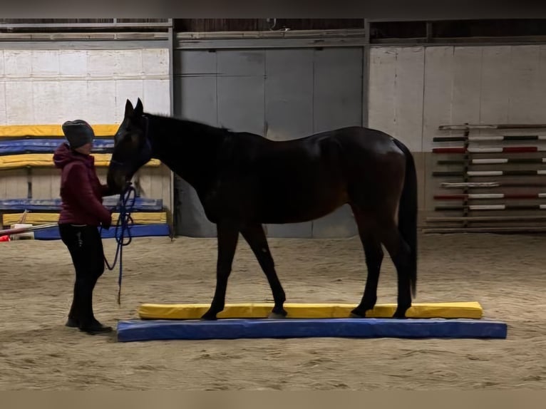 Other Thoroughbred Breeds Gelding 14 years 15,3 hh Bay-Dark in Lembach