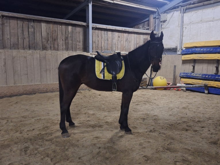 Other Thoroughbred Breeds Gelding 14 years 15,3 hh Bay-Dark in Lembach