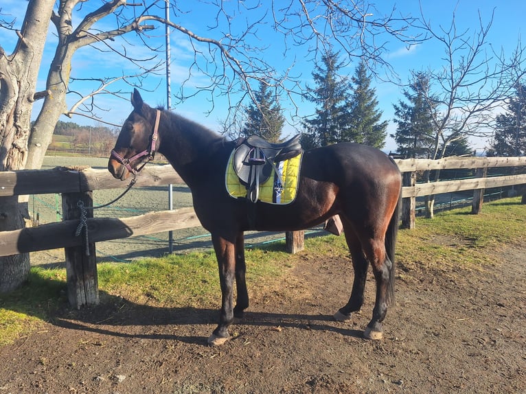 Other Thoroughbred Breeds Gelding 14 years 15,3 hh Bay-Dark in Lembach