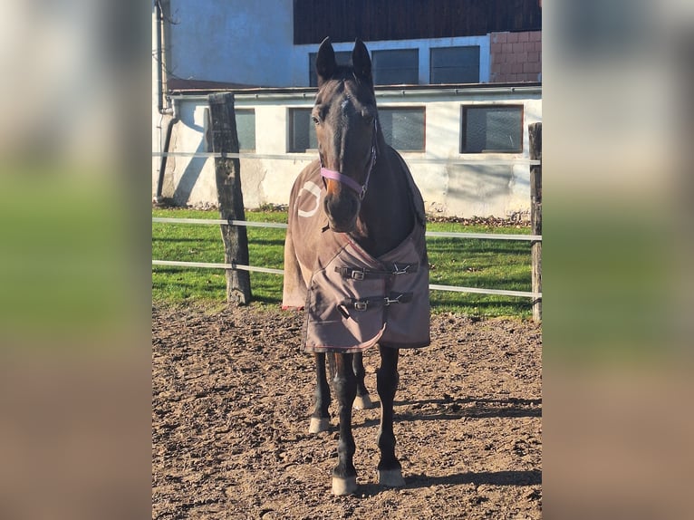 Other Thoroughbred Breeds Gelding 14 years 15,3 hh Bay-Dark in Lembach