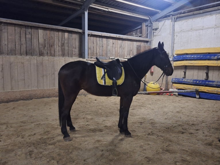 Other Thoroughbred Breeds Gelding 14 years 15,3 hh Bay-Dark in Lembach