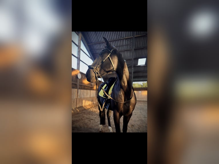Other Thoroughbred Breeds Gelding 14 years 15,2 hh Black in Reesdorf