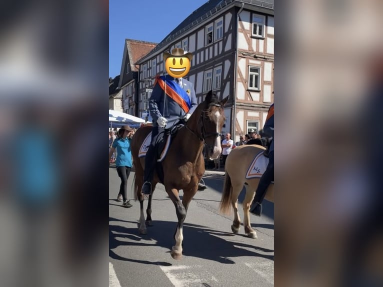 Other Thoroughbred Breeds Gelding 14 years 16 hh Brown in Münchhausen