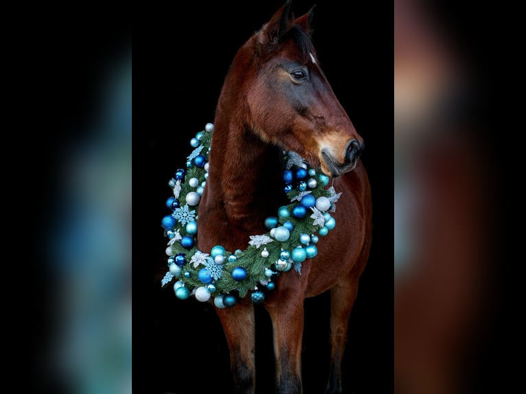 Other Thoroughbred Breeds Mix Gelding 15 years 14,3 hh Brown in Erftstadt