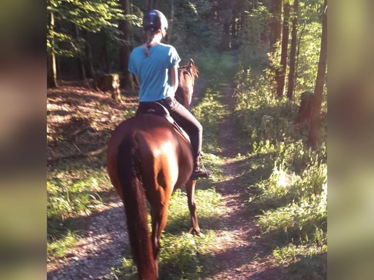 Other Thoroughbred Breeds Gelding 15 years 15,2 hh Brown in Utzstetten