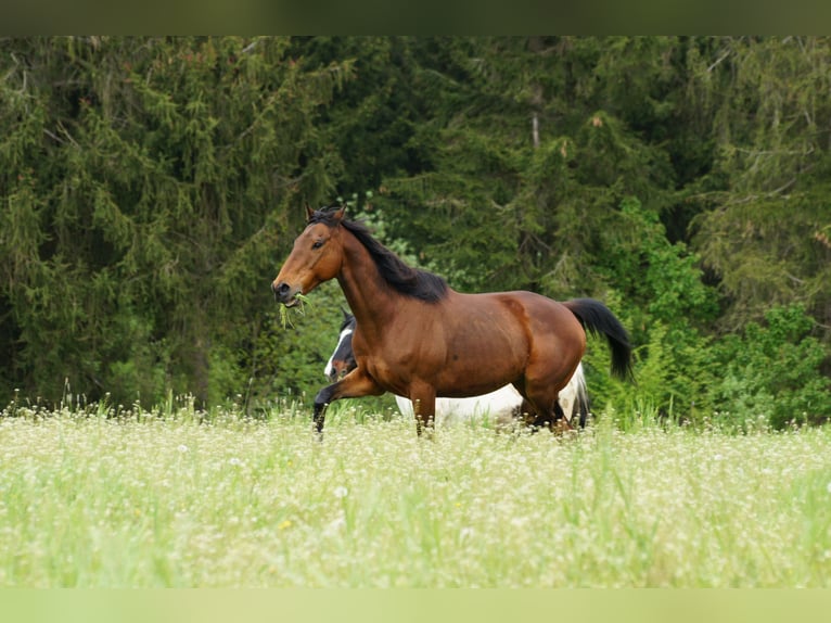 Other Thoroughbred Breeds Gelding 15 years 15,2 hh Brown in Utzstetten