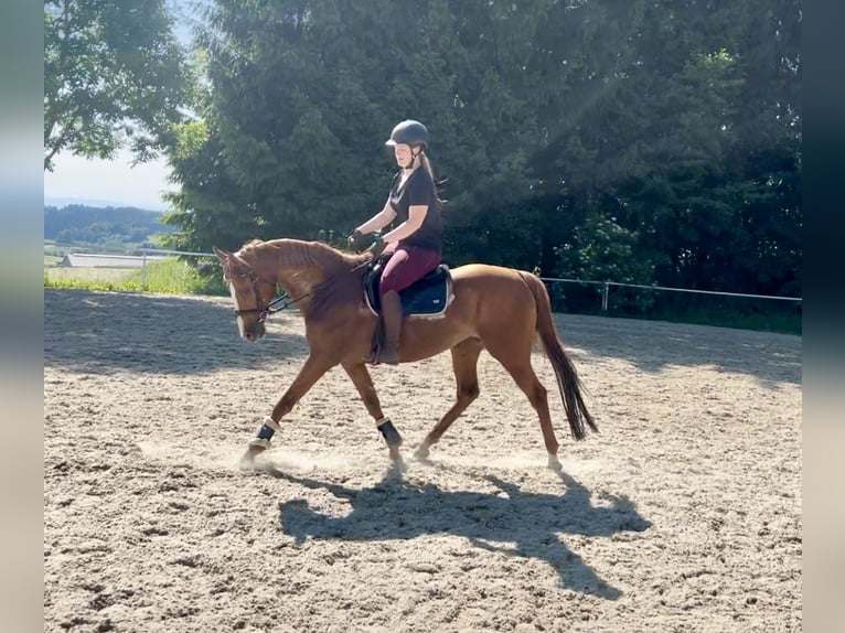Other Thoroughbred Breeds Gelding 15 years 15,2 hh Chestnut-Red in Pelmberg