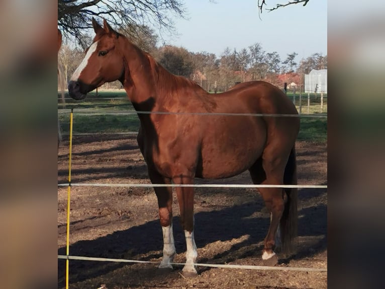 Other Thoroughbred Breeds Mix Gelding 15 years 15,3 hh Chestnut-Red in Diepenau