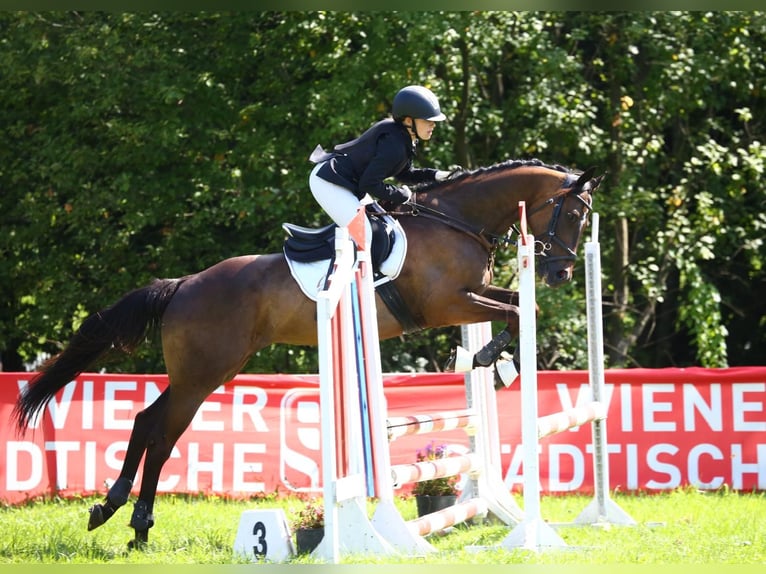 Other Thoroughbred Breeds Gelding 15 years 16 hh Chestnut in Gerasdorf