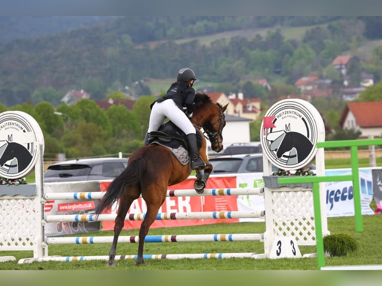 Other Thoroughbred Breeds Gelding 15 years 16 hh Chestnut in Gerasdorf