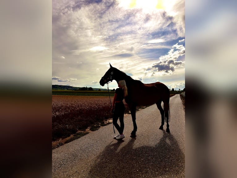 Other Thoroughbred Breeds Gelding 15 years 16,2 hh Bay-Dark in Brackenheim
