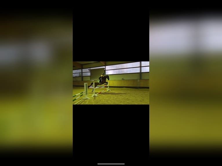 Other Thoroughbred Breeds Gelding 15 years 16,2 hh Bay-Dark in Brackenheim