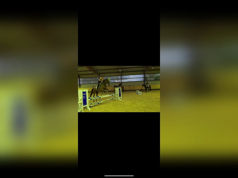 Other Thoroughbred Breeds Gelding 15 years 16,2 hh Bay-Dark in Brackenheim