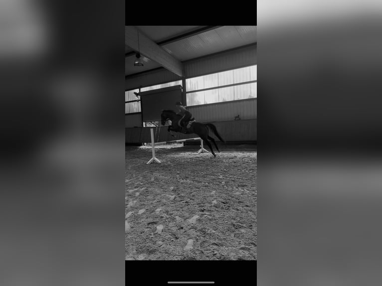 Other Thoroughbred Breeds Gelding 15 years 16,2 hh Bay-Dark in Brackenheim