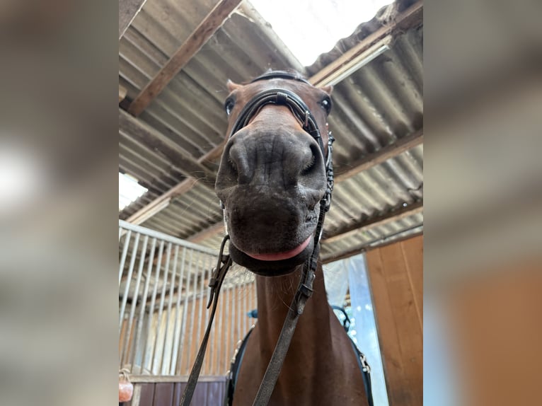 Other Thoroughbred Breeds Gelding 15 years 16,2 hh Bay-Dark in Brackenheim