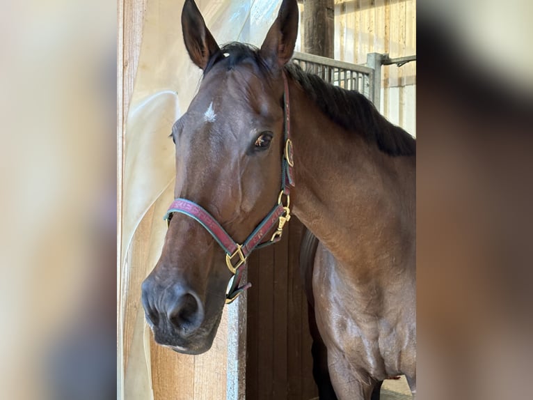 Other Thoroughbred Breeds Gelding 15 years 16,2 hh Bay-Dark in Brackenheim
