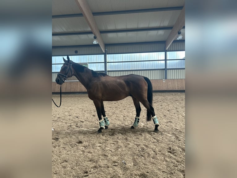 Other Thoroughbred Breeds Gelding 15 years 16,2 hh Bay-Dark in Brackenheim