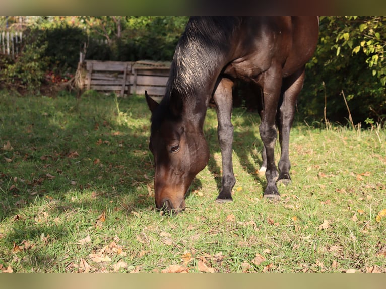 Other Thoroughbred Breeds Gelding 16 years 15.1 hh Brown in Auma-Weidatal