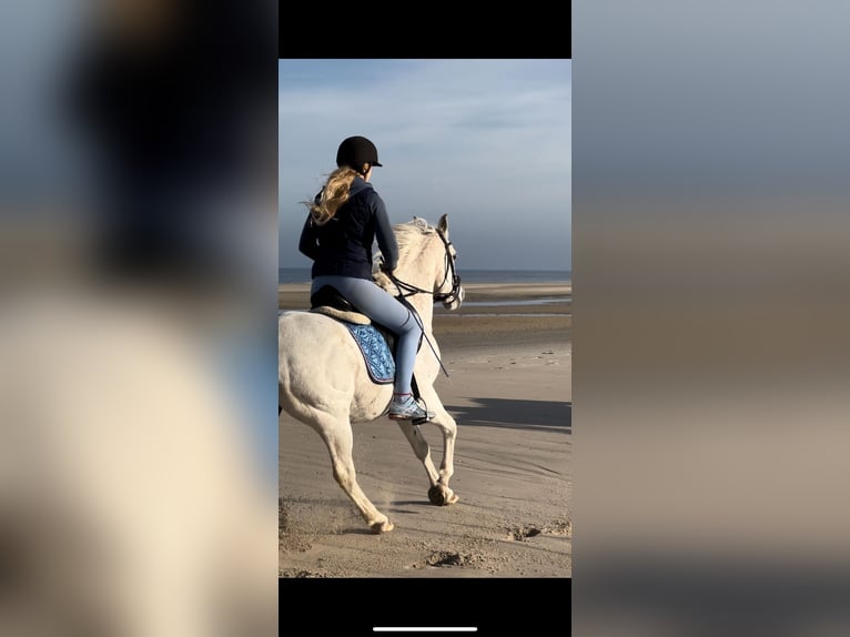 Other Thoroughbred Breeds Gelding 16 years 15,1 hh Gray in Norden Norden