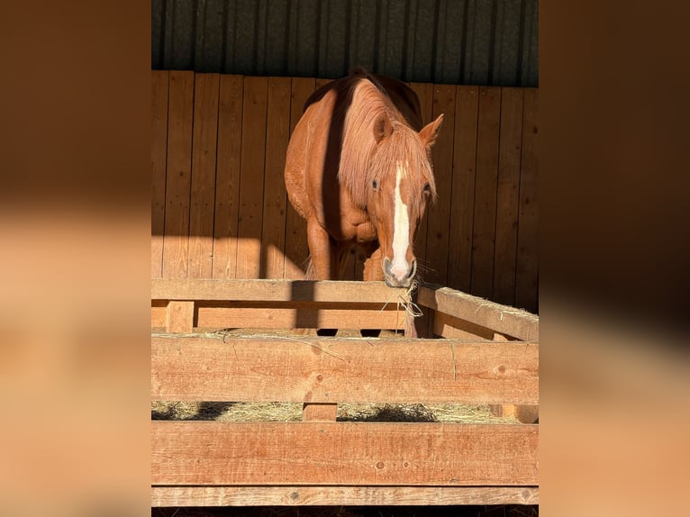 Other Thoroughbred Breeds Gelding 16 years 15.2 hh Chestnut-Red in Neunkirchen