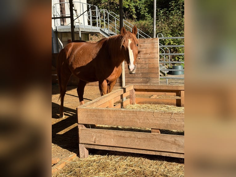 Other Thoroughbred Breeds Gelding 16 years 15.2 hh Chestnut-Red in Neunkirchen