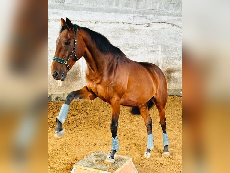 Other Thoroughbred Breeds Gelding 17 years 15,2 hh Bay-Dark in Aerzen