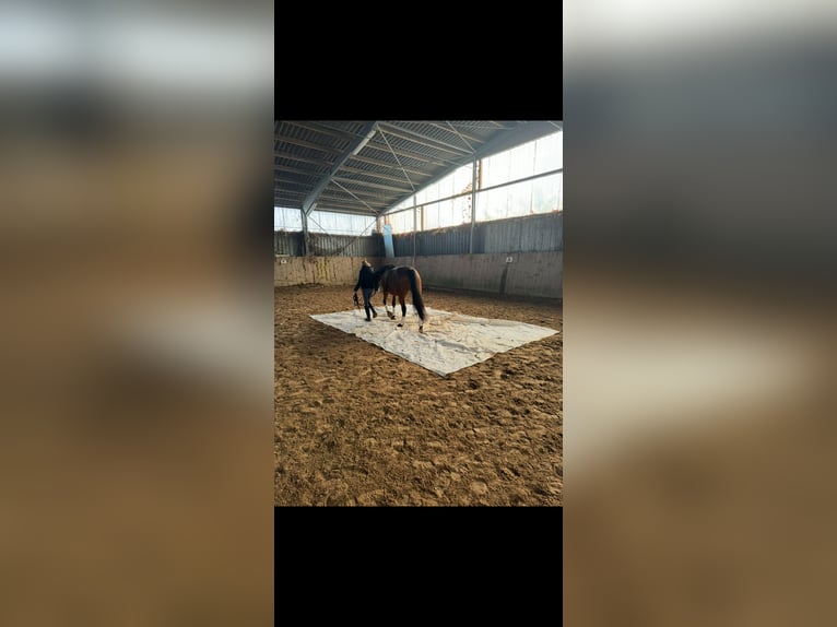 Other Thoroughbred Breeds Gelding 17 years 15,2 hh Bay-Dark in Aerzen