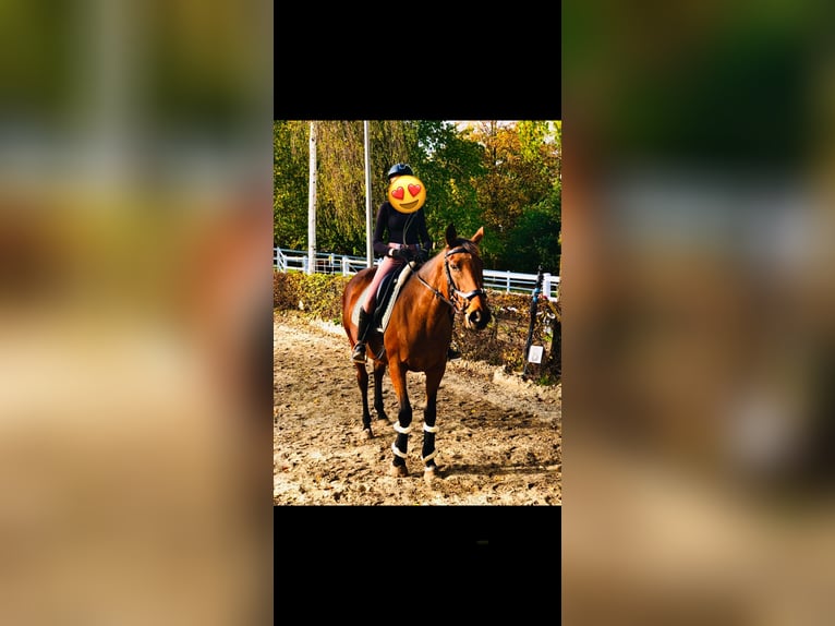 Other Thoroughbred Breeds Gelding 17 years 15,2 hh Bay-Dark in Aerzen