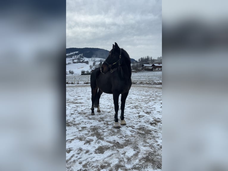 Other Thoroughbred Breeds Gelding 17 years 16 hh Black in Goldegg im Pongau