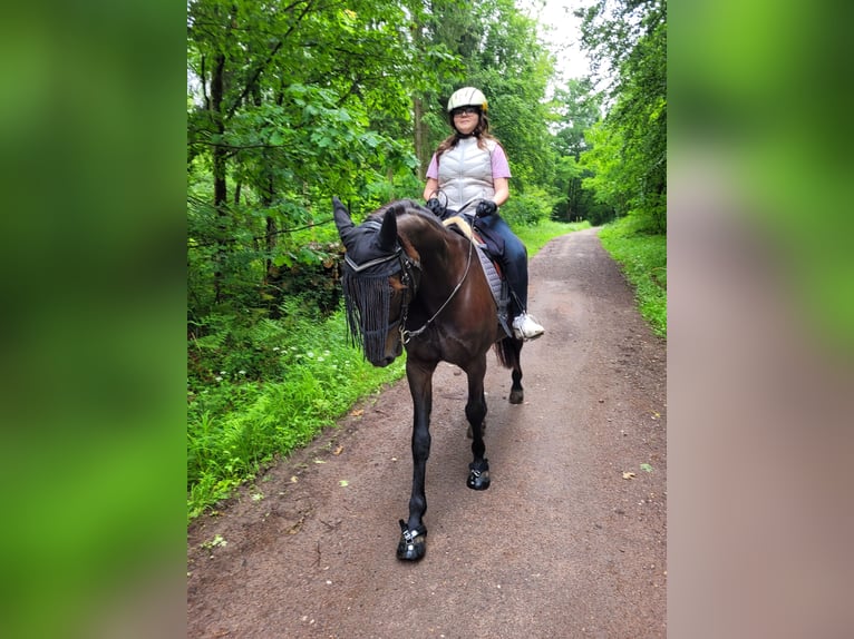 Other Thoroughbred Breeds Gelding 18 years 16 hh Smoky-Black in Jockgrim