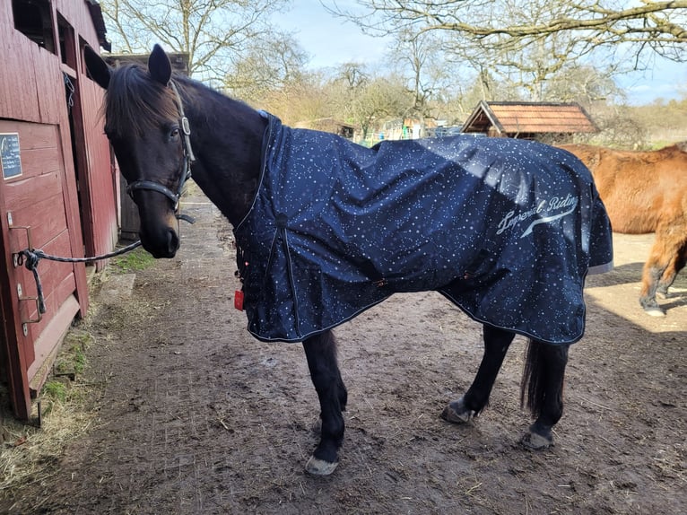 Other Thoroughbred Breeds Gelding 18 years 16 hh Smoky-Black in Jockgrim