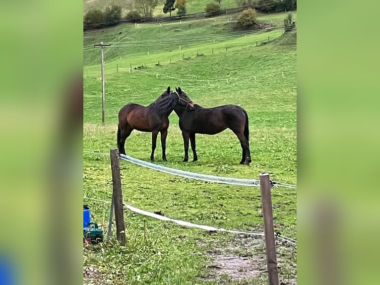 Other Thoroughbred Breeds Gelding 18 years  in Matrei