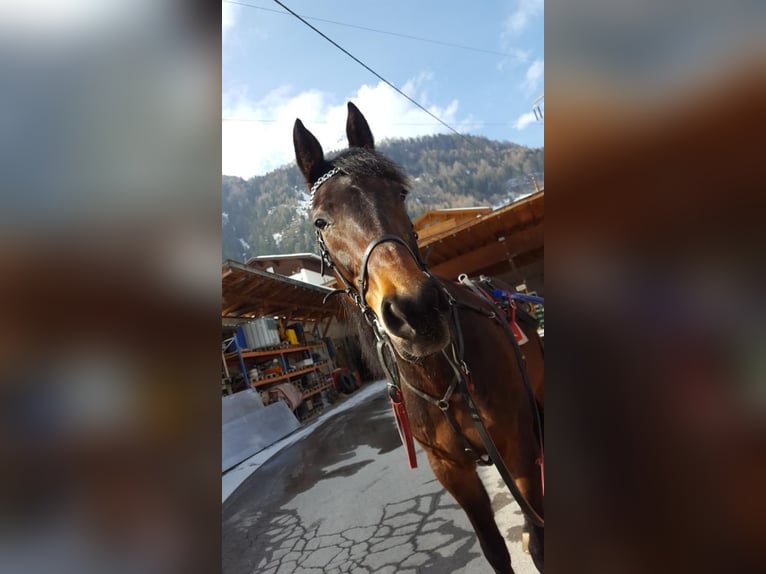 Other Thoroughbred Breeds Gelding 18 years  in Matrei