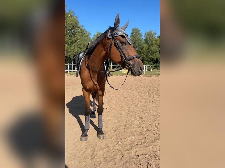 Other Thoroughbred Breeds Gelding 19 years 15,1 hh Brown in Dinkelsbühl
