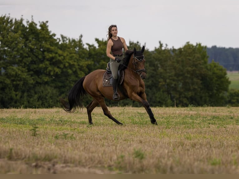 Other Thoroughbred Breeds Gelding 19 years 15,1 hh Brown in Dinkelsbühl