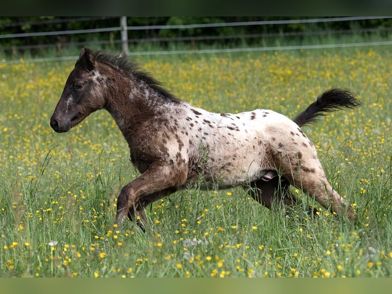 Other Thoroughbred Breeds Gelding 1 year 15,1 hh Leopard-Piebald in Stüsslingen