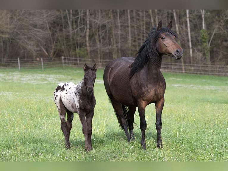 Other Thoroughbred Breeds Gelding 1 year 15,1 hh Leopard-Piebald in Stüsslingen