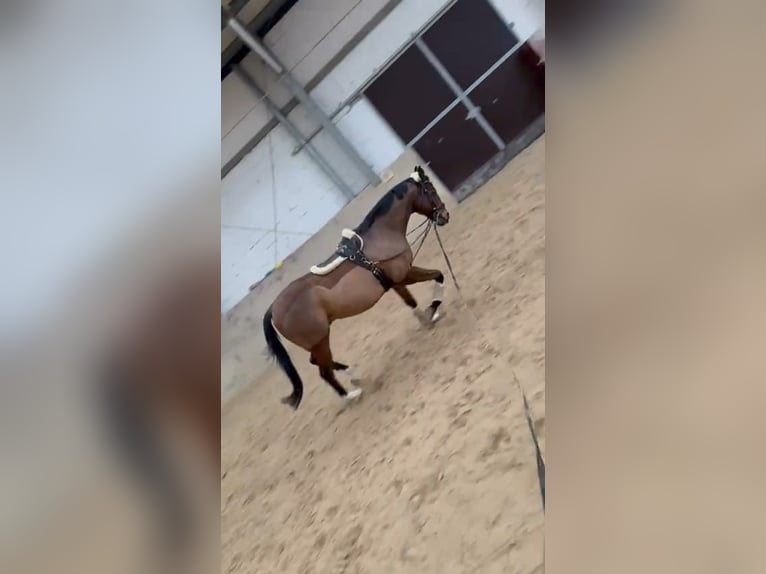 Other Thoroughbred Breeds Gelding 20 years 16.1 hh Brown in Hünfeld