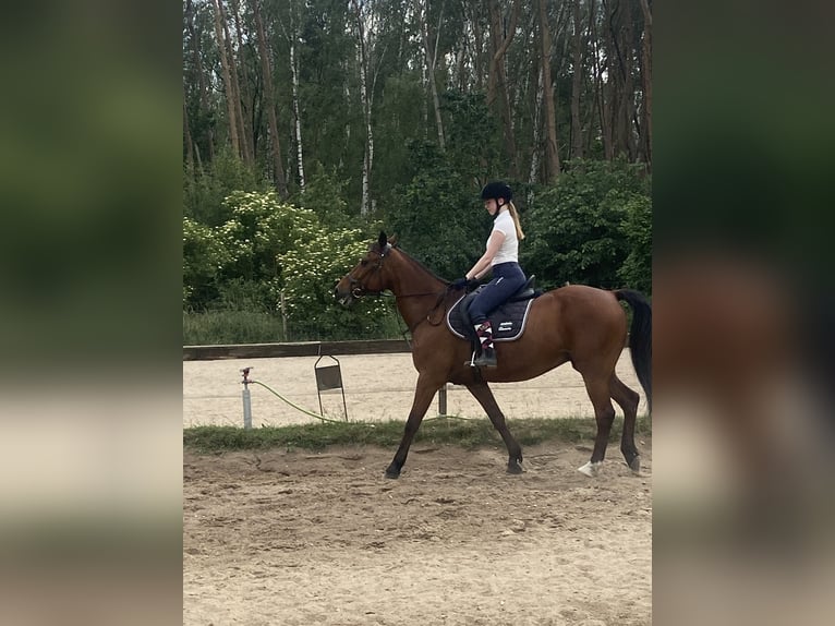 Other Thoroughbred Breeds Gelding 20 years 16,2 hh Brown in Altlandsberg