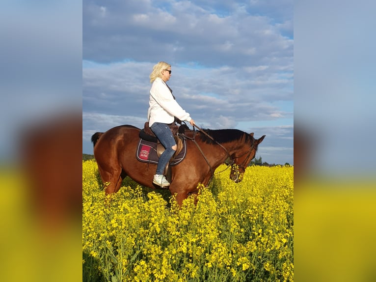 Other Thoroughbred Breeds Gelding 20 years 16,2 hh Brown in Altlandsberg