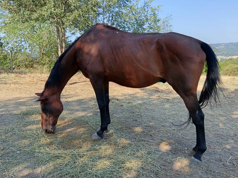 Other Thoroughbred Breeds Mix Gelding 22 years 17 hh Brown in bologna