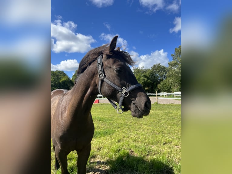 Other Thoroughbred Breeds Gelding 2 years 14,2 hh Brown in GROTE BROGEL